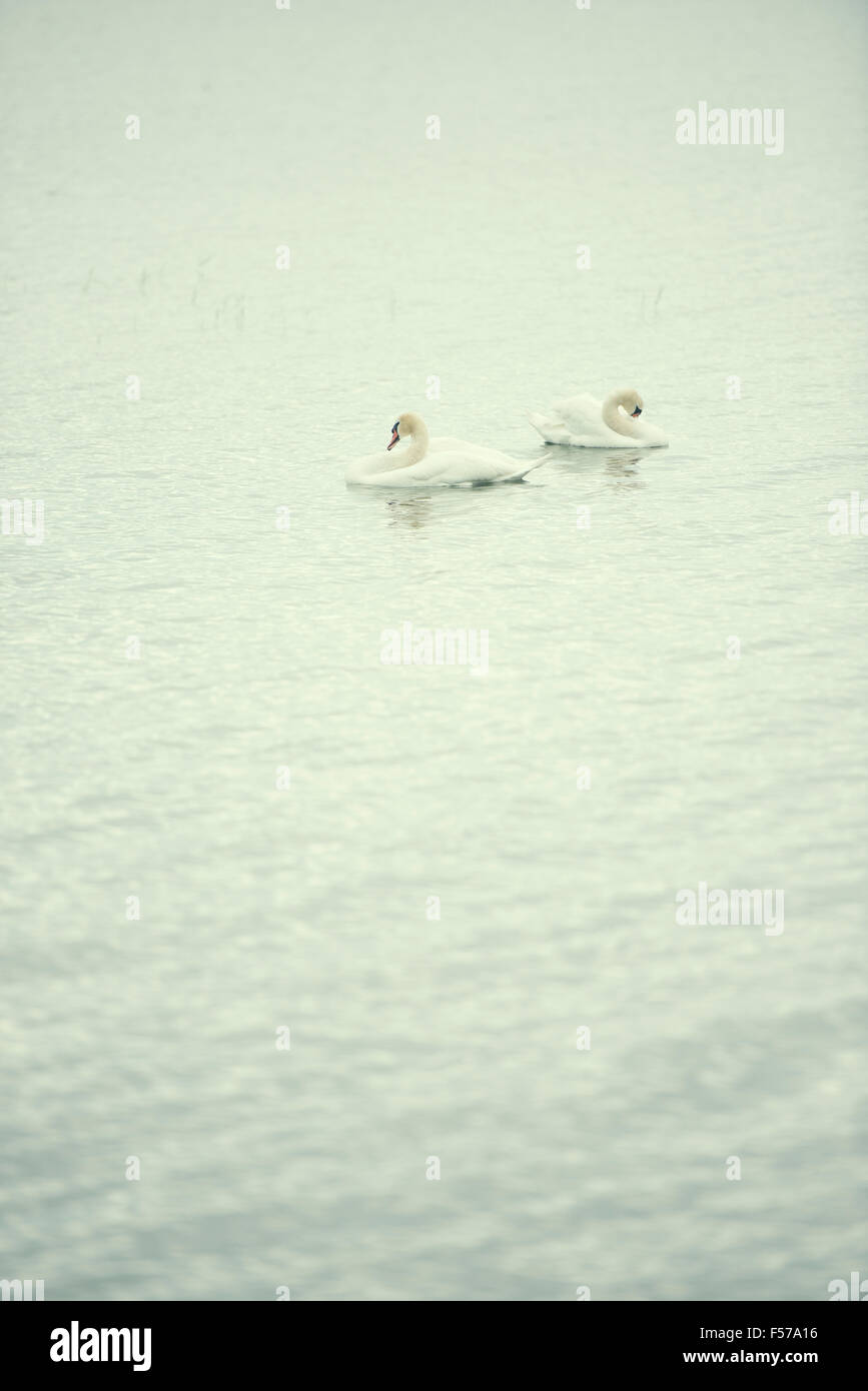 Deux cygnes nager dans le lac. La nature paisible scène. L'eau avec l'espace de copie. Banque D'Images