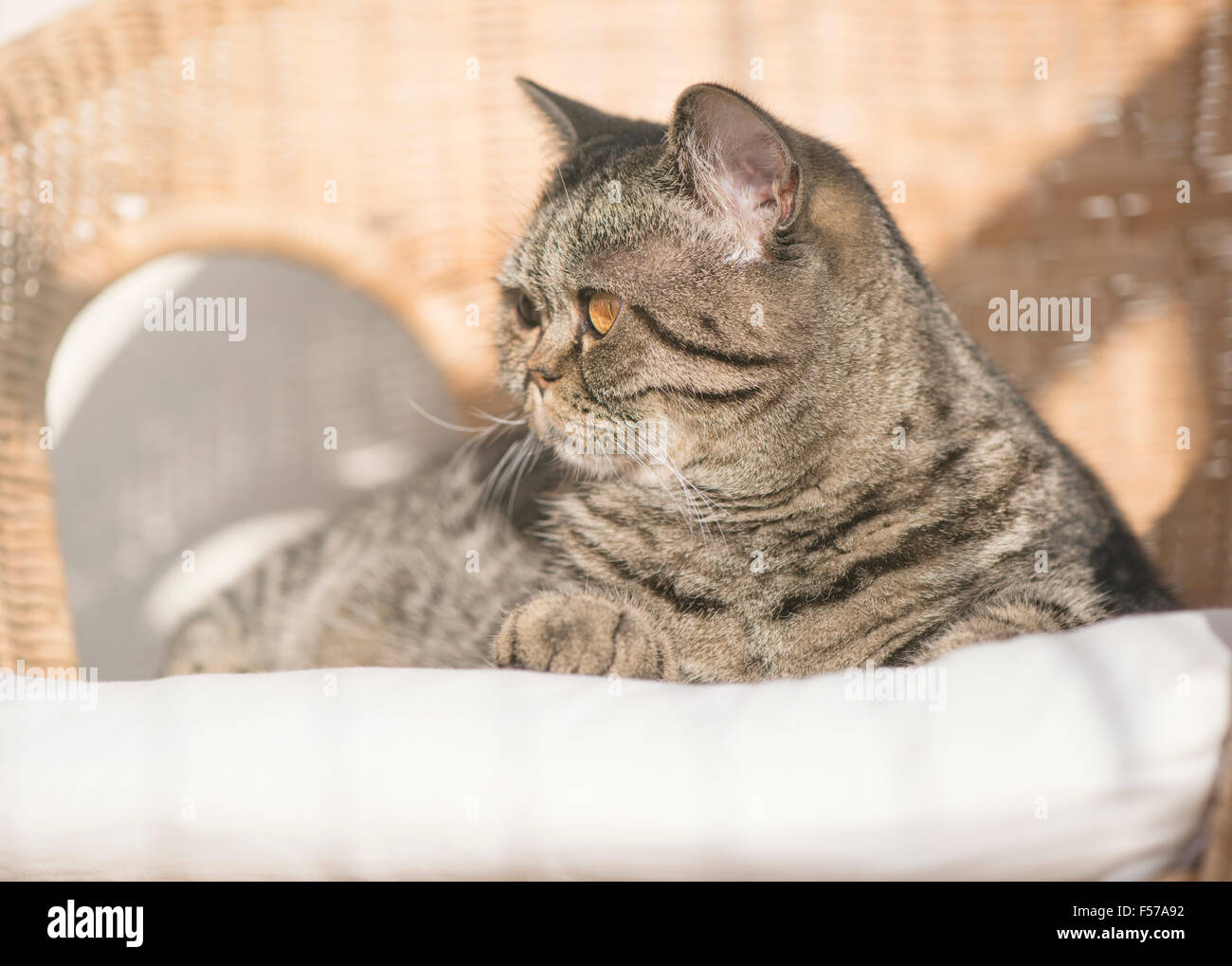 British shorthair cat lying in wicker chair à la route. Et de repos paisible animal. Banque D'Images