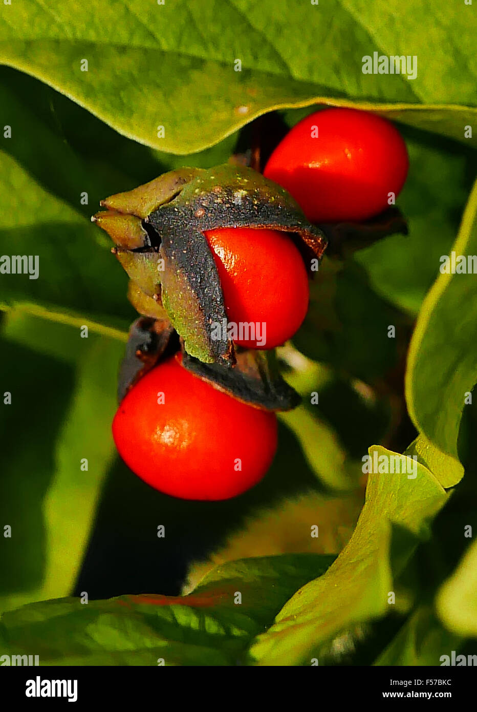 Star magnolia bush avec les fruits rouges, pas en fleurs, dans un jardin à l'avant. Banque D'Images