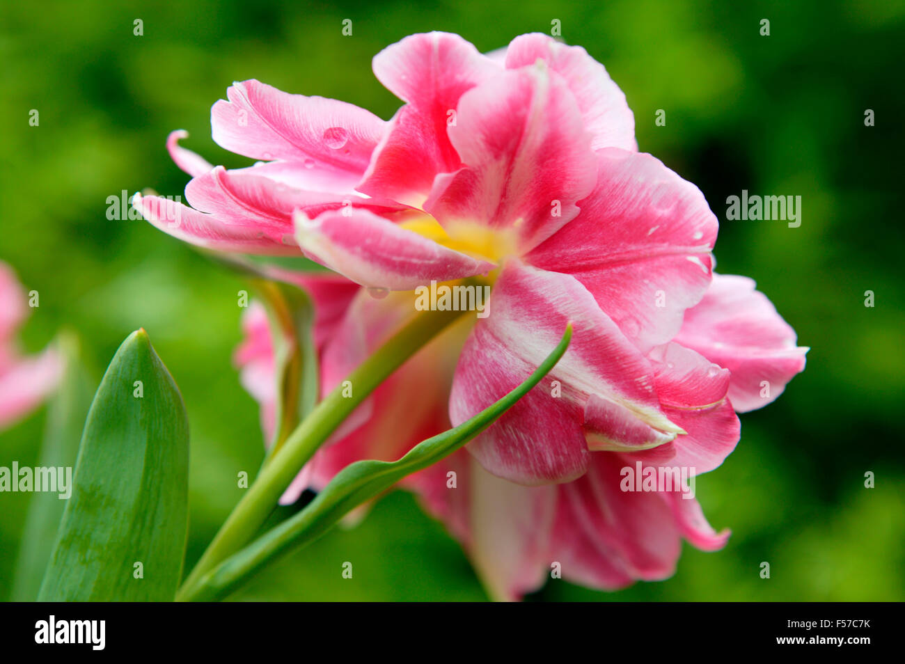 Tulipe double fleur de la pêche. Close up de fleurs simples. Avril l'Oxfordshire. Banque D'Images