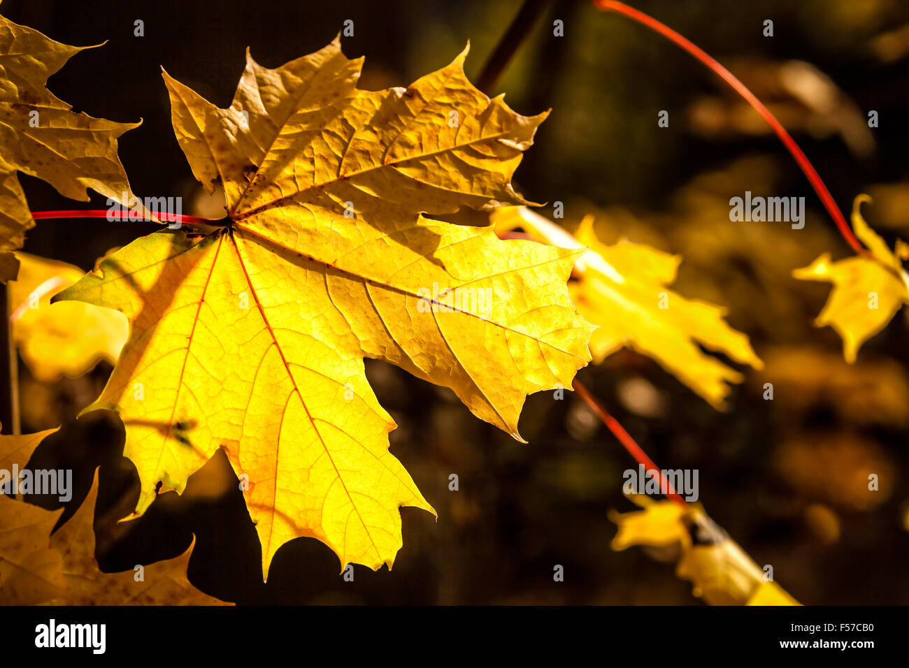 Les feuilles d'automne jaune, Stockholm, Suède Banque D'Images