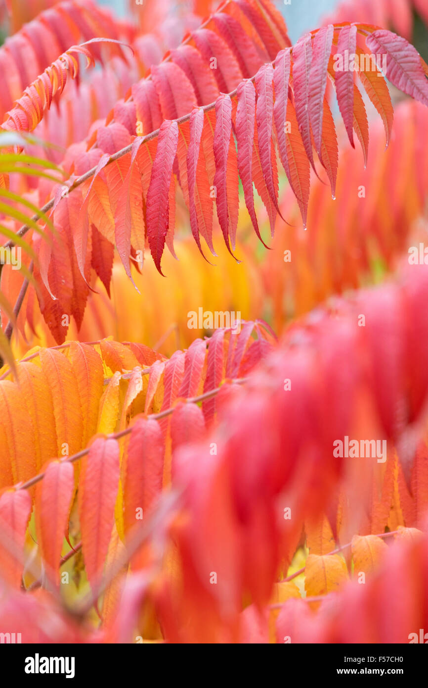 Vive les couleurs de l'automne de la corne de cerf ou Rhus typhina sumac. Banque D'Images