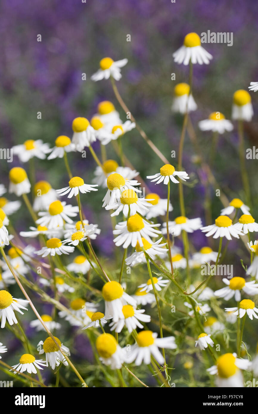 Matricaria chamomilla. Fleurs de camomille allemande. Banque D'Images