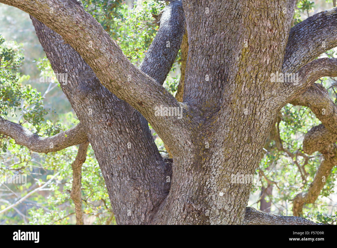 Black Diamond Mines Regional Preserve. Banque D'Images