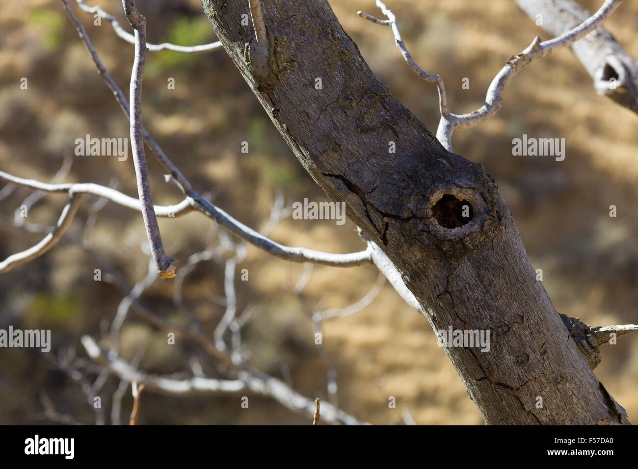 Black Diamond Mines Regional Preserve. Banque D'Images