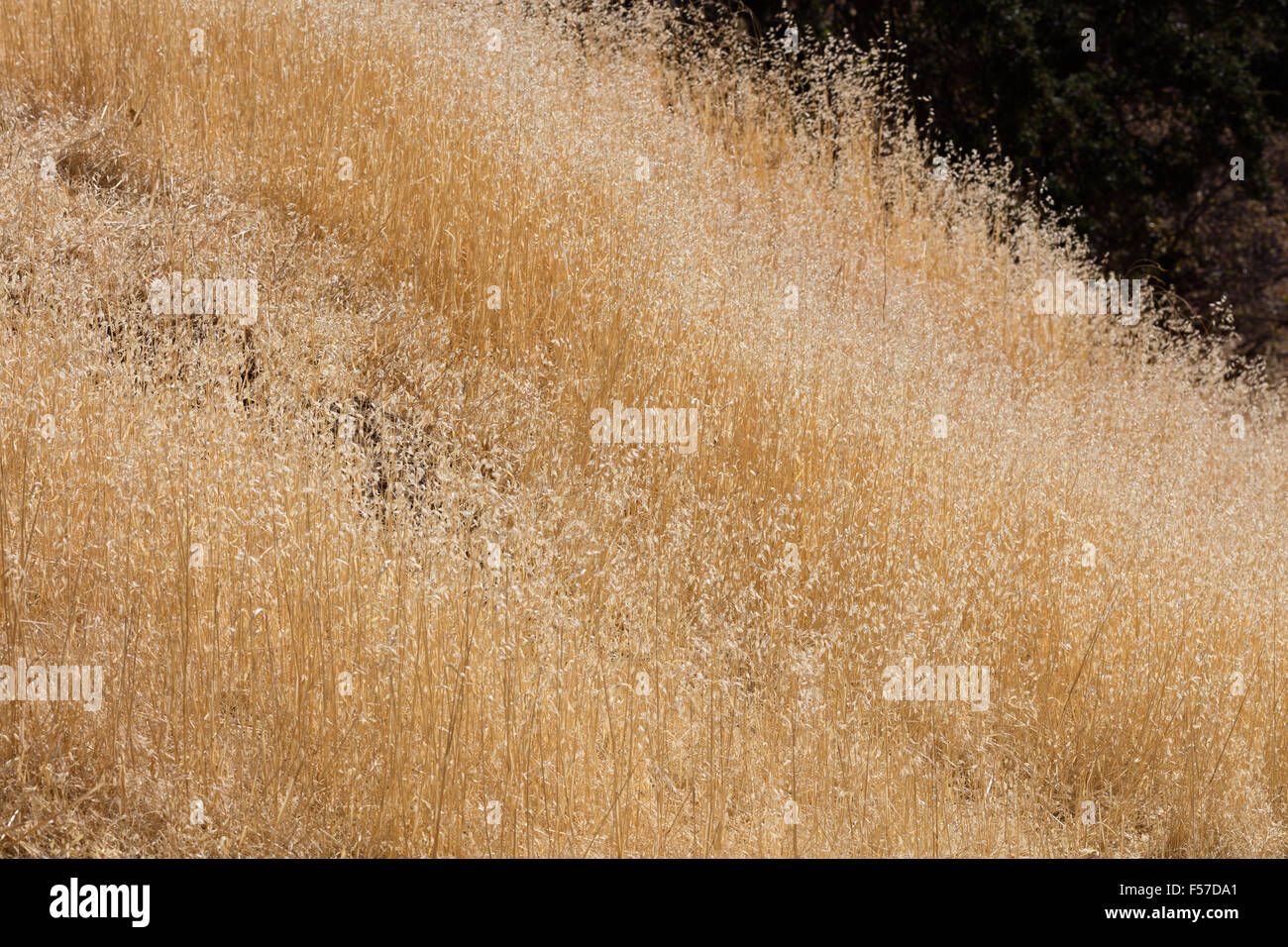 Black Diamond Mines Regional Preserve. Banque D'Images