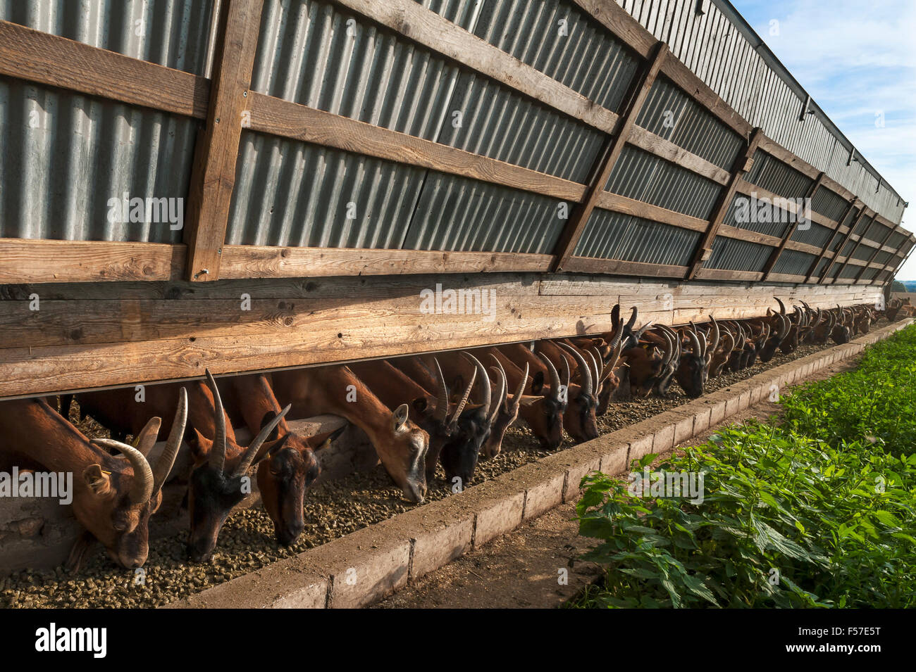 Chèvres laitières manger, dans une grange, Othenstorf, Mecklembourg-Poméranie-Occidentale, Allemagne Banque D'Images