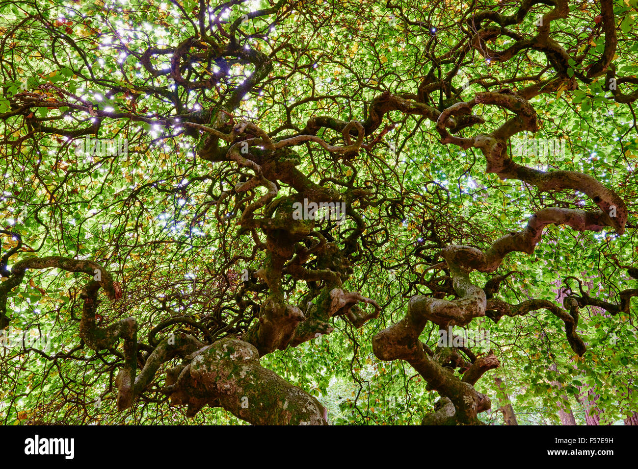 France, Champagne, twisted beech tree à Les Faux de Verzy forêt Banque D'Images