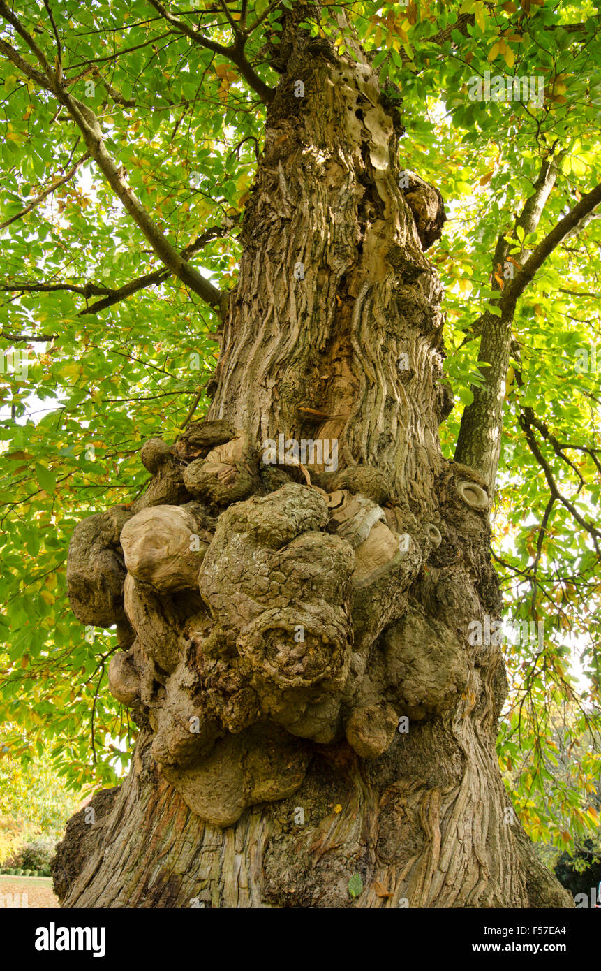 La difformité noueux sur le tronc d'un CHÂTAIGNIER Castanea sativa [arbre]. Sussex, UK. Octobre Banque D'Images