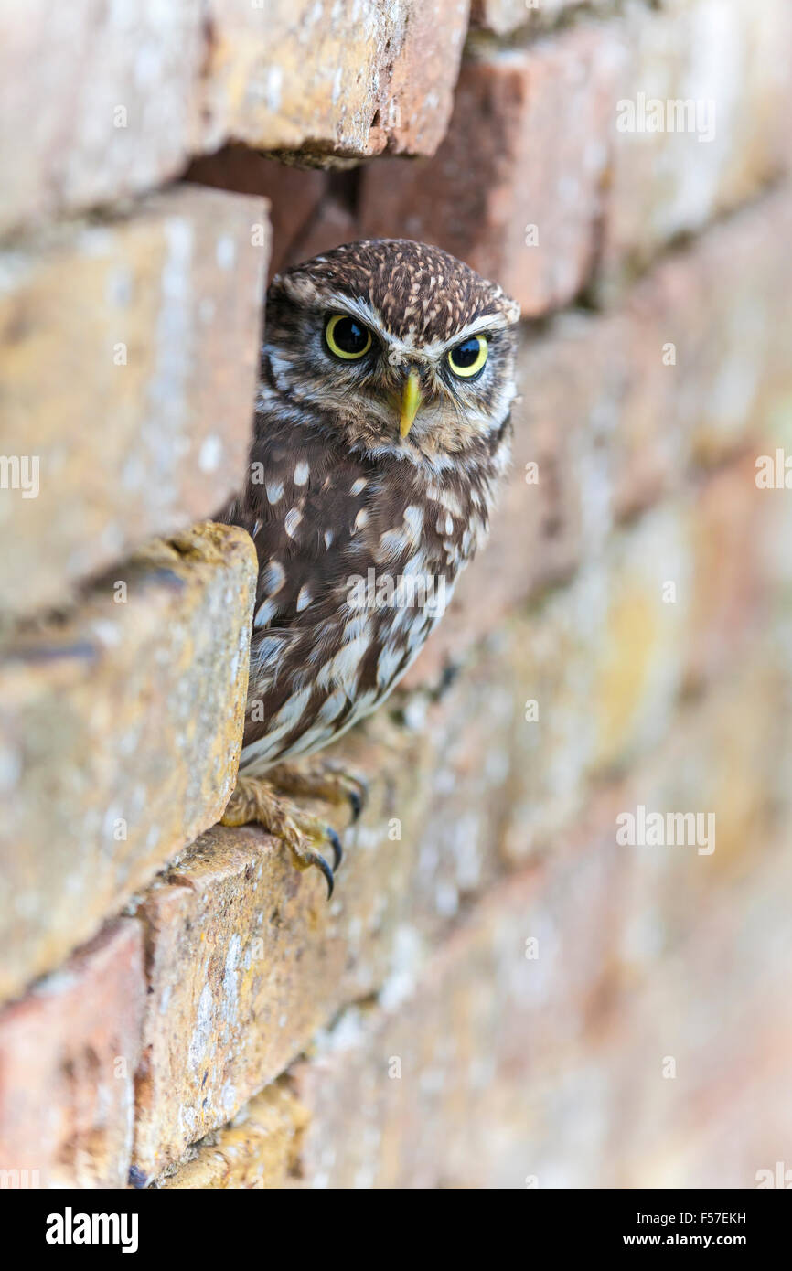 Un petit hibou à hors de son trou dans un mur Banque D'Images
