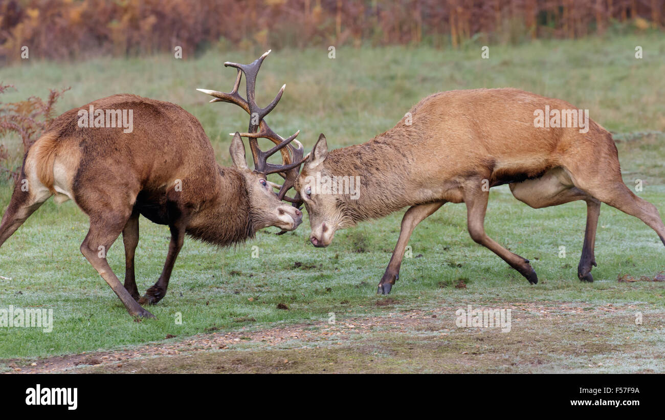 Paire de Red Deer (Cervus elaphus) combat, duel, ou sur un matin de sparring. Banque D'Images