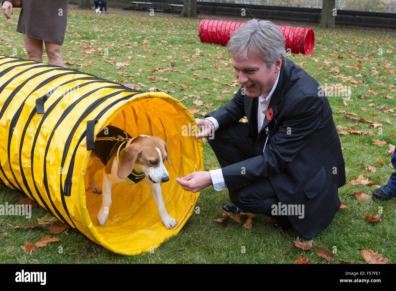 Londres, Royaume-Uni. 29 octobre, 2015. Henry Smith MP, Crawley, avec son beagle puppy Frisbee. Les membres du Parlement et leurs chiens pawed pour une victoire dans le rapport annuel de l'année chien Westminster concours organisé par des chiens de confiance et le Kennel Club. Crédit : Images éclatantes/Alamy Live News Banque D'Images