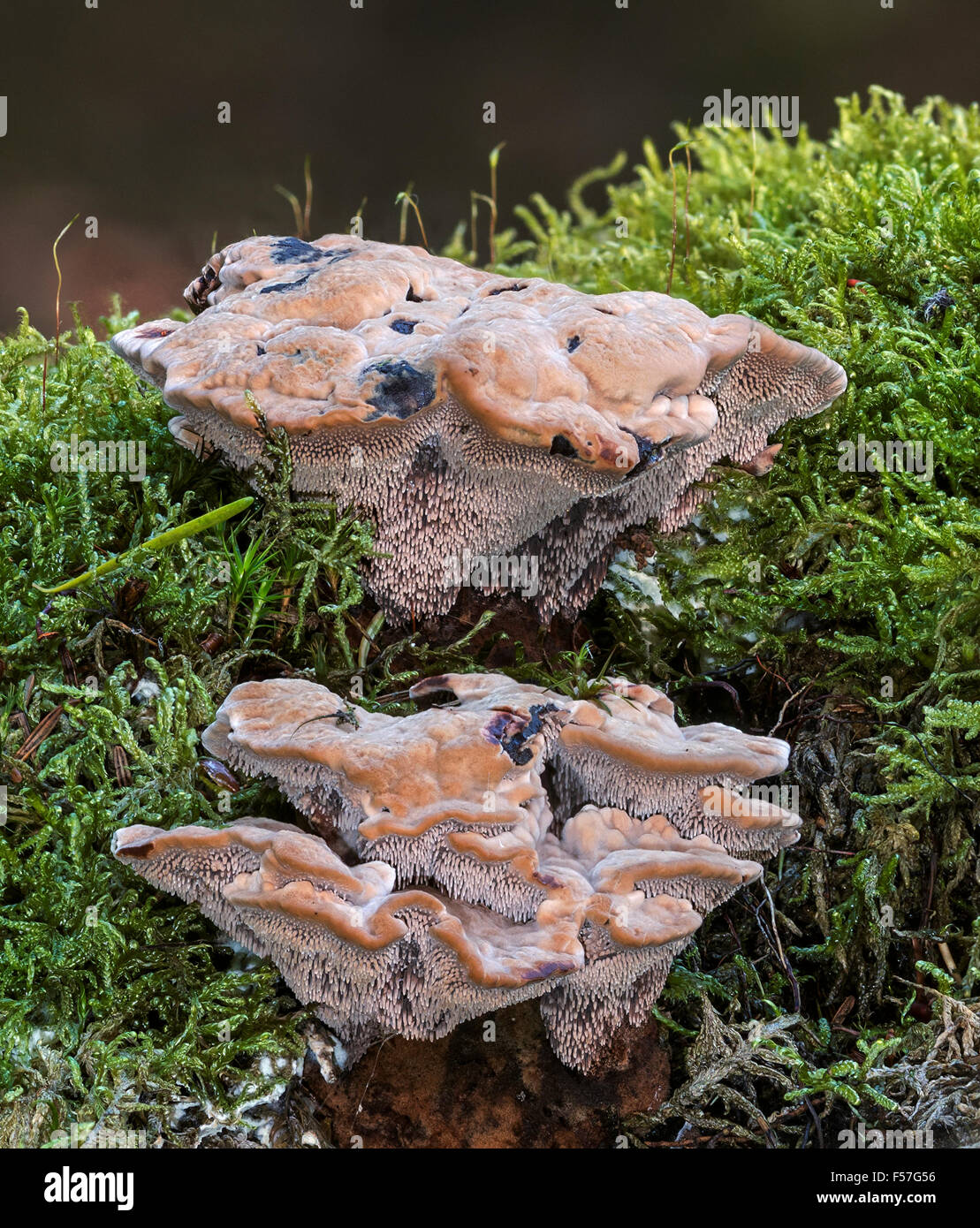 Dents de velours Hydnellum spongiosipes (champignon) Banque D'Images