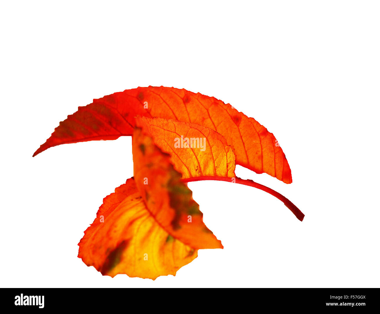 Automne feuilles,, rouge, jaune, orange, rouille, Close up, Banque D'Images