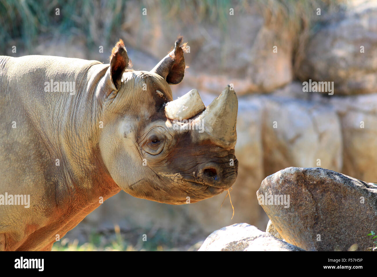Le rhinocéros noir (Diceros bicornis) Banque D'Images