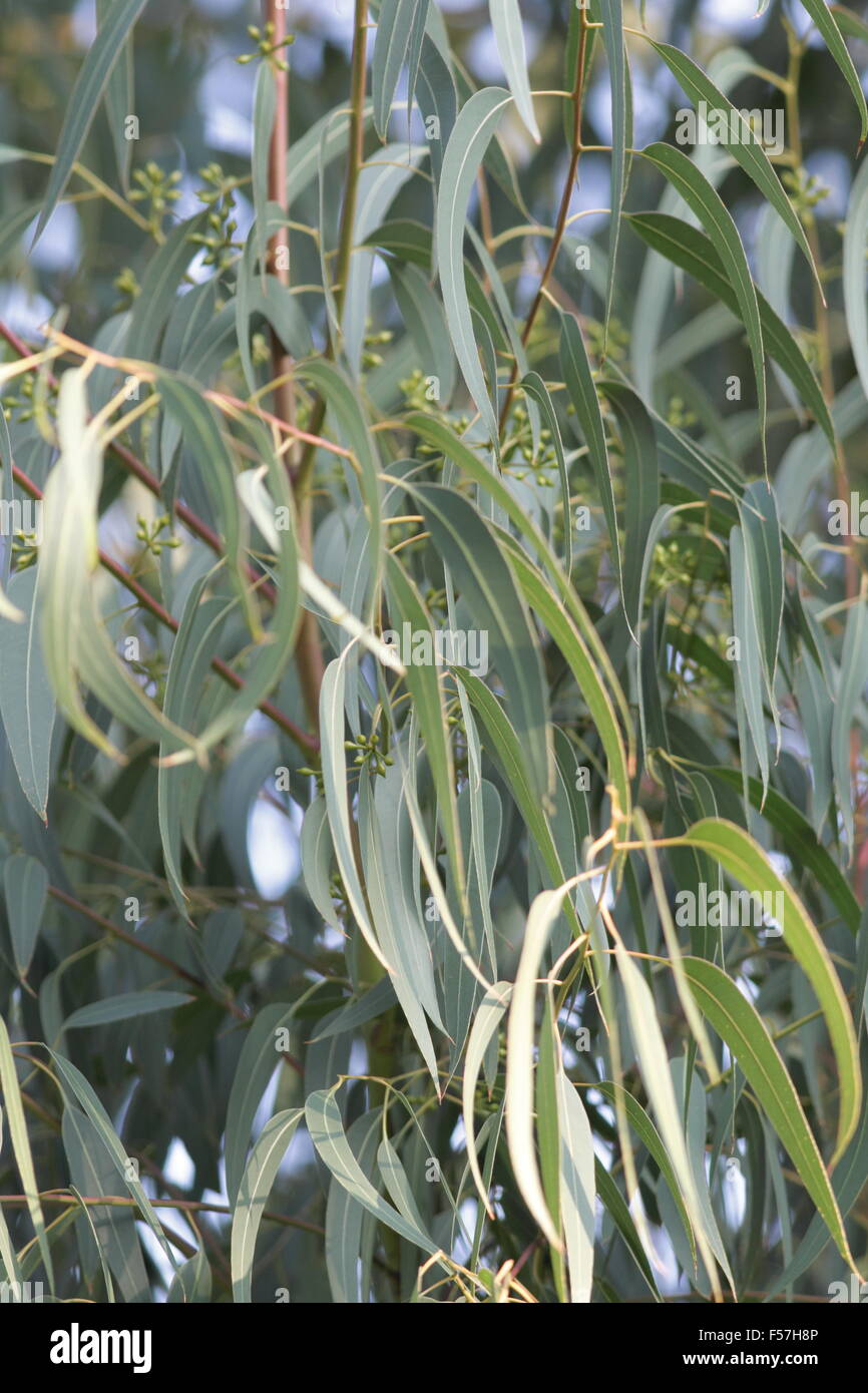 arbre d’eucalyptus Banque D'Images