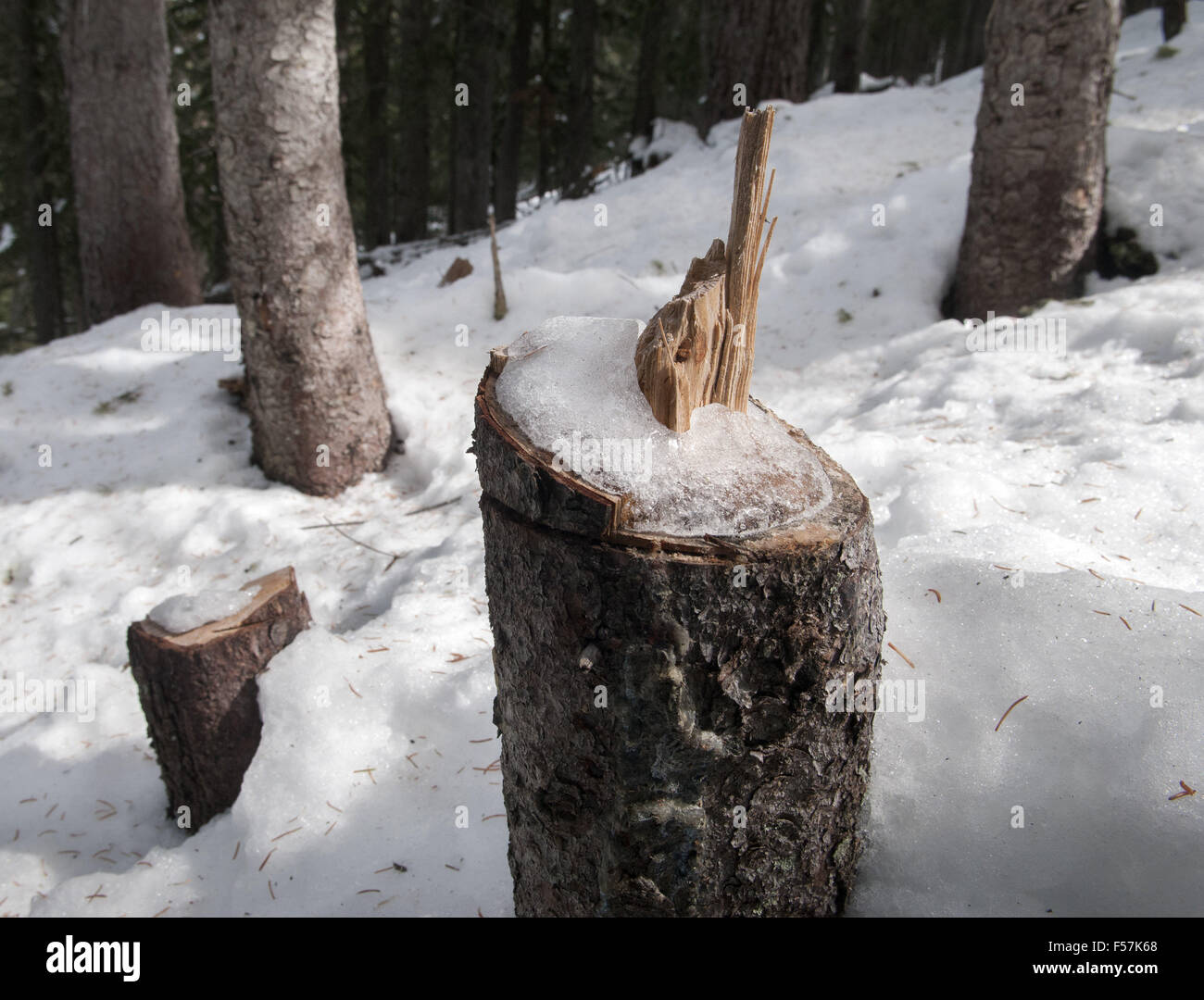 Usa. 28 Oct, 2015. Les arbres qui ont été coupés illégale pour faire un retour ski de fond dans le désert de Santa Fe Pecos National Forest. Cette exécution a été coupé jusqu'à la crête de corbeaux le désert. Photo prise le mercredi, Octobre 28, 2015. © Eddie Moore/Albuquerque Journal/ZUMA/Alamy Fil Live News Banque D'Images