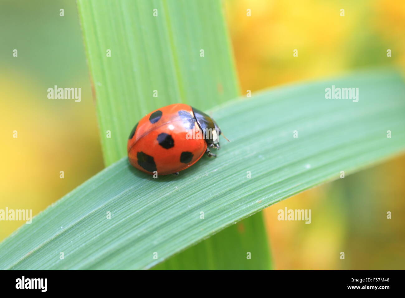 7-spot ladybird ou Sevenspotted (Coccinella septempunctata coccinelle) au Japon Banque D'Images