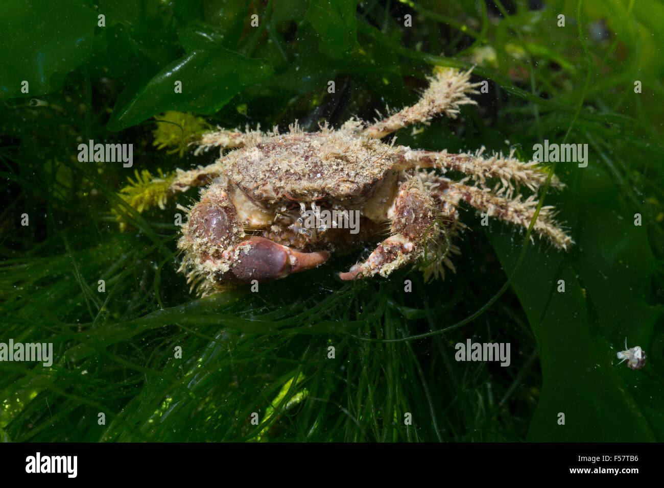 Crabe hérissés, hairy black le crabe, crabe xanthid hérissés, Europäische Borstenkrabbe Borsten-Krabbe Haarkrabbe, Pilumnus hirtellus,, Banque D'Images