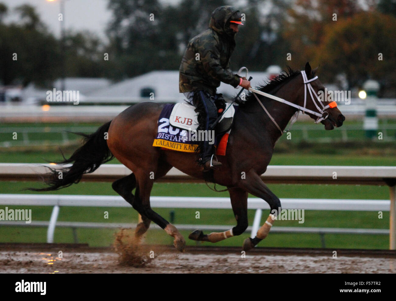 Lexington, Kentucky, USA. 28 Oct, 2015. 28 octobre 2015 : Calamity Kate, formés par Kelly Breen, et administré par George & Lori Hall, est entré dans le Breeder's Cup Quenouille Longines 1 e année 2 000 000 $. Candice Chavez/ESW/CSM/Alamy Live News Banque D'Images