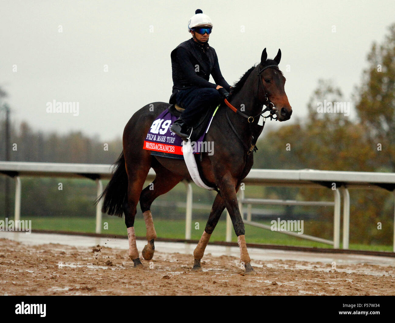 Lexington, Kentucky, USA. 28 Oct, 2015. 28 octobre 2015 : Watsdachances, formés par Chad Brown, et administré par Michael Kisber, Bradley de pur-sang, et Nelson McMakin, est entré dans le Breeder's Cup Filly & Mare Turf. Candice Chavez/ESW/CSM/Alamy Live News Banque D'Images