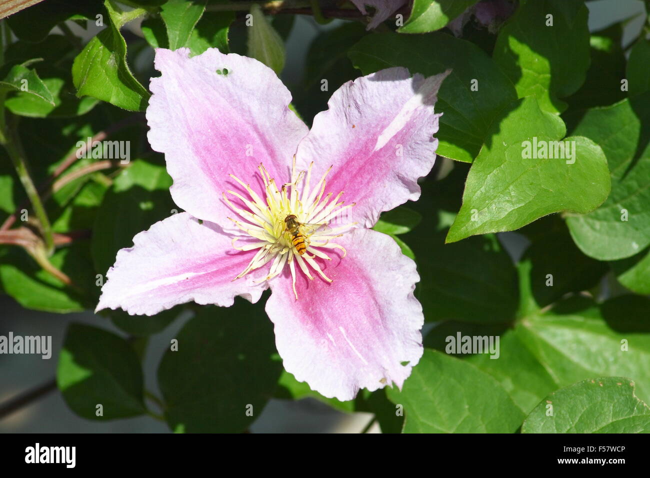 Libre d'une floraison rose clematis (Clematis) Banque D'Images