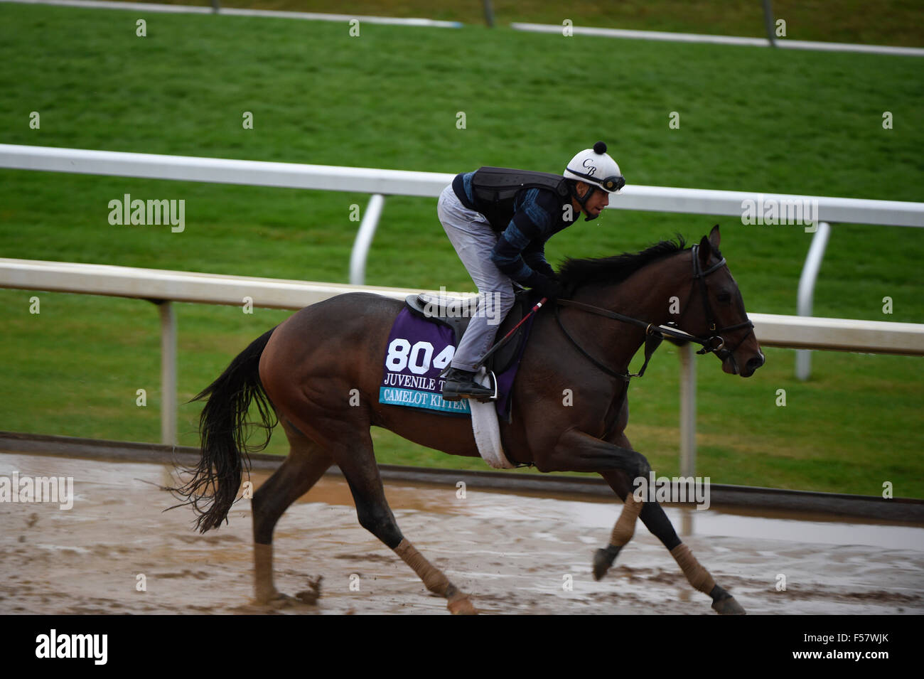 New York, KY, États-Unis d'Amérique. 28 Oct, 2015. 28 octobre 2015 : Calamity Kate, formés par Kelly Breen et administré par George & Lori Hall, exercices en préparation de la Breeders' Cup Longines quenouille à Keeneland Race Track à Lexington, Kentucky, le 28 octobre 2015. John Voorhees/ESW/CSM/Alamy Live News Banque D'Images