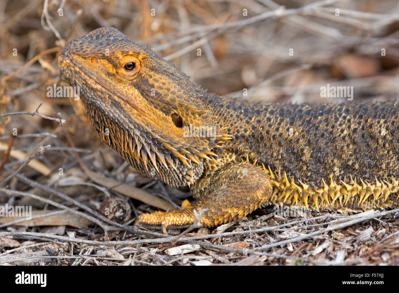 Close-up of central bearded dragon lézard, Pogona vitticeps, camouflée avec orange et marron peau épineuse dans l'arrière-pays australien Banque D'Images