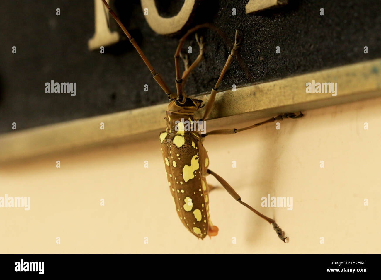 Taeniotes longicorne une face plate d'un mur d'escalade à l'Arenal Observatory Lodge à La Fortuna, Costa Rica Banque D'Images