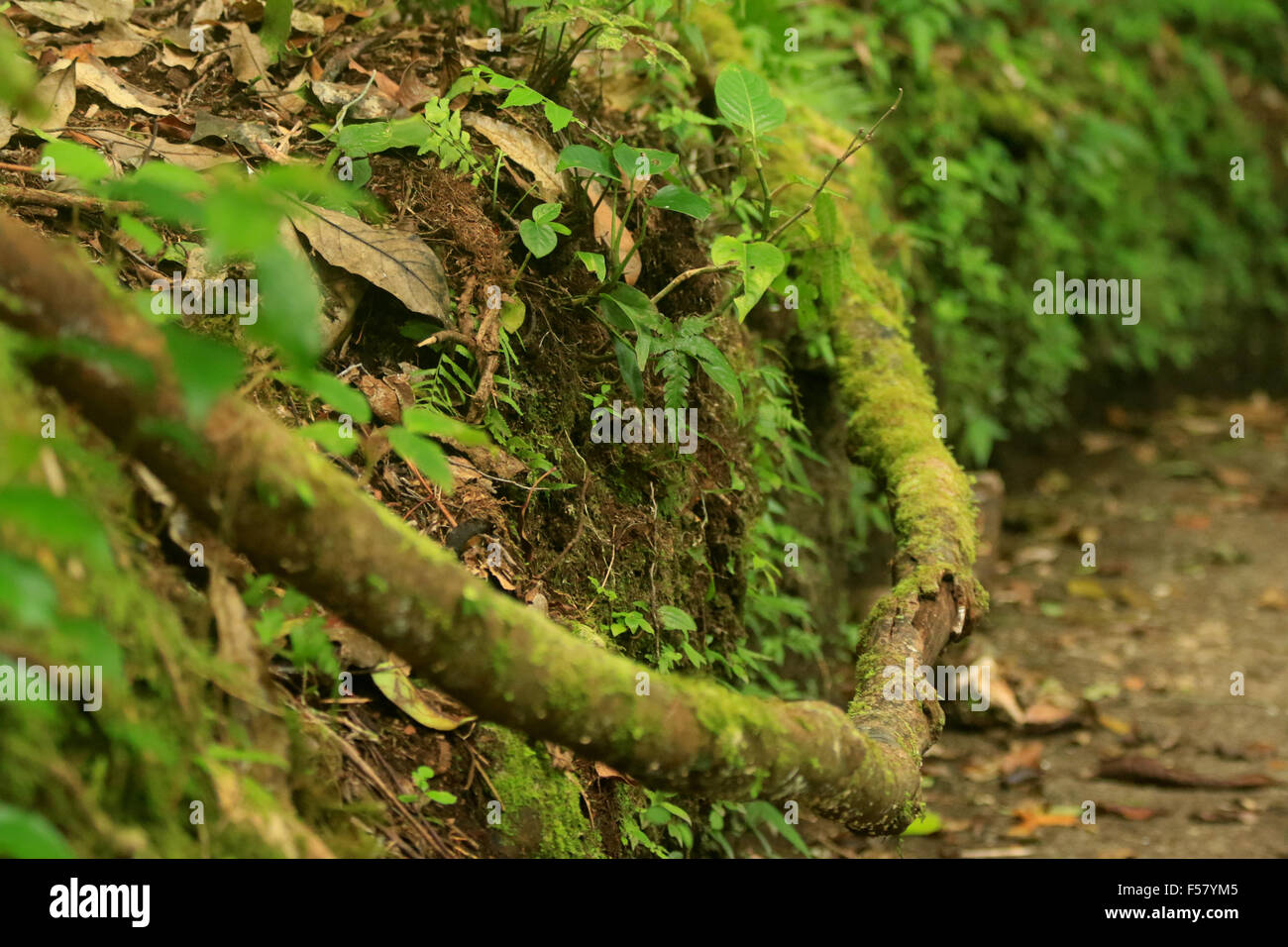 Paysage Nature de la randonnée dans la Forêt Nuageuse de Monteverde au Costa Rica Rainforest Banque D'Images