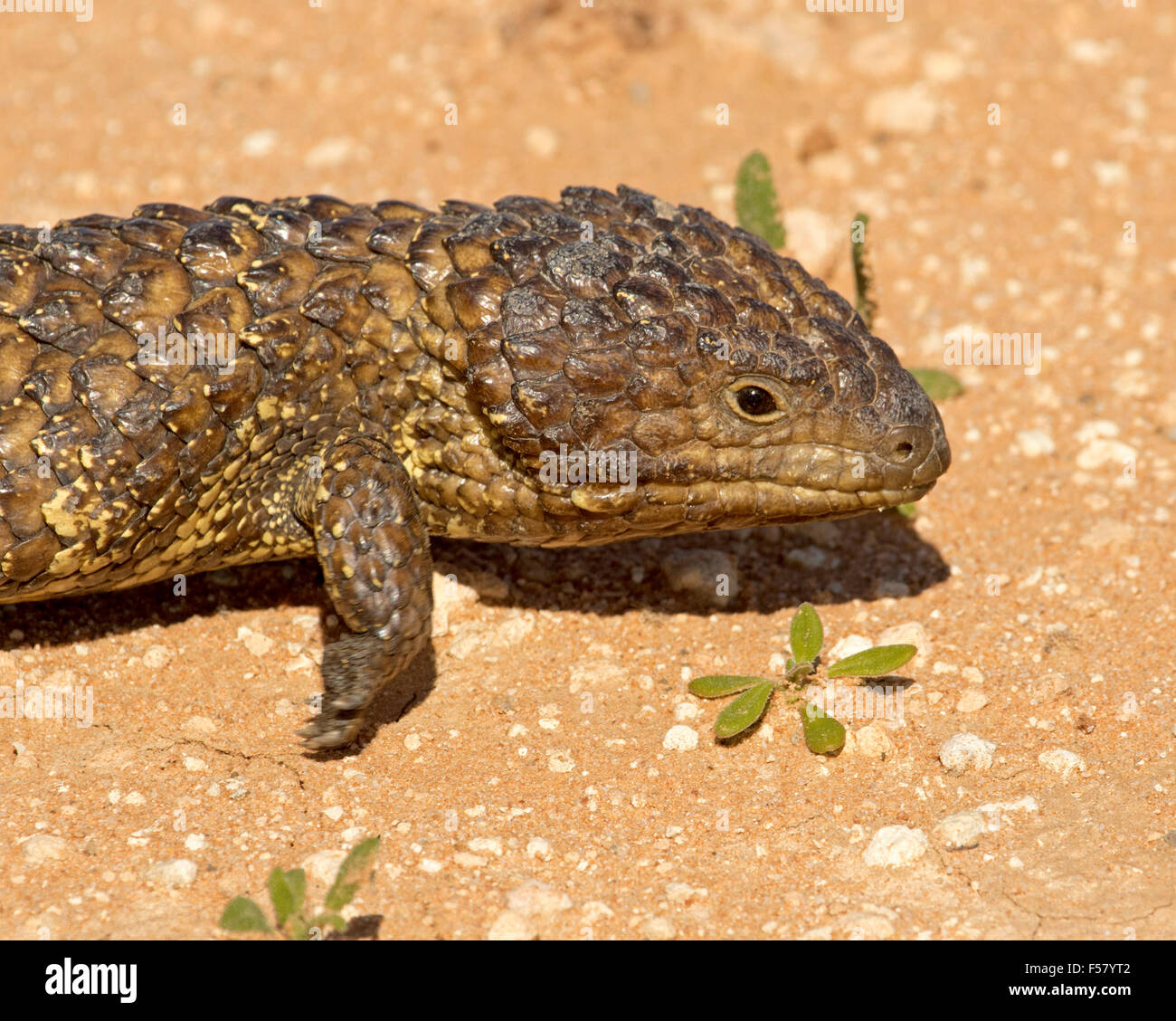 Vue rapprochée de la tête de shingleback / lézard Tiliqua rugosa, endormi, à l'état sauvage dans l'arrière-pays australien Banque D'Images