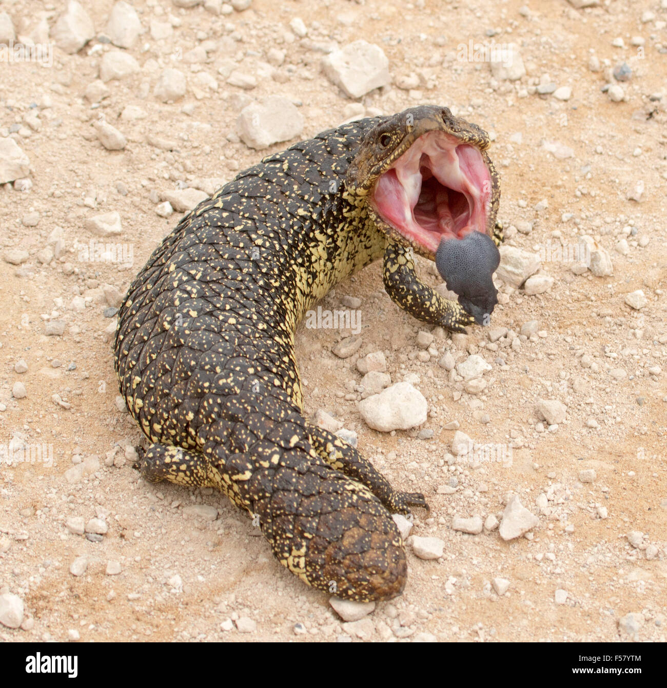 Shingleback lizard, Tiliqua rugosa, posent avec agressif en bouche ouverte et la langue bleue visible, à l'état sauvage dans l'arrière-pays australien Banque D'Images