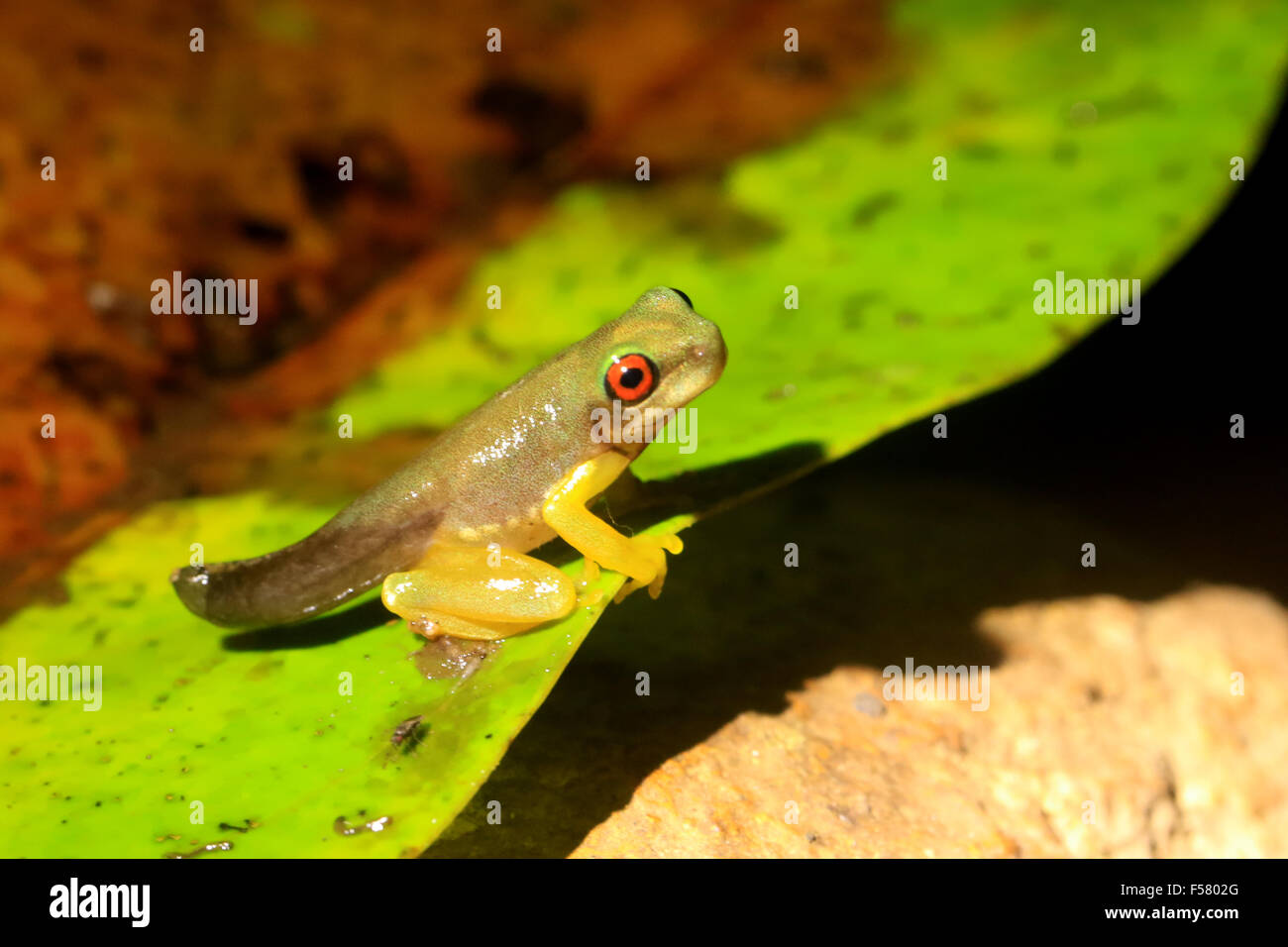 Aux yeux roux brook (Duellmanohyla rufioculis) grenouillette, une espèce menacée, trouvés à Monteverde, Costa Rica Banque D'Images