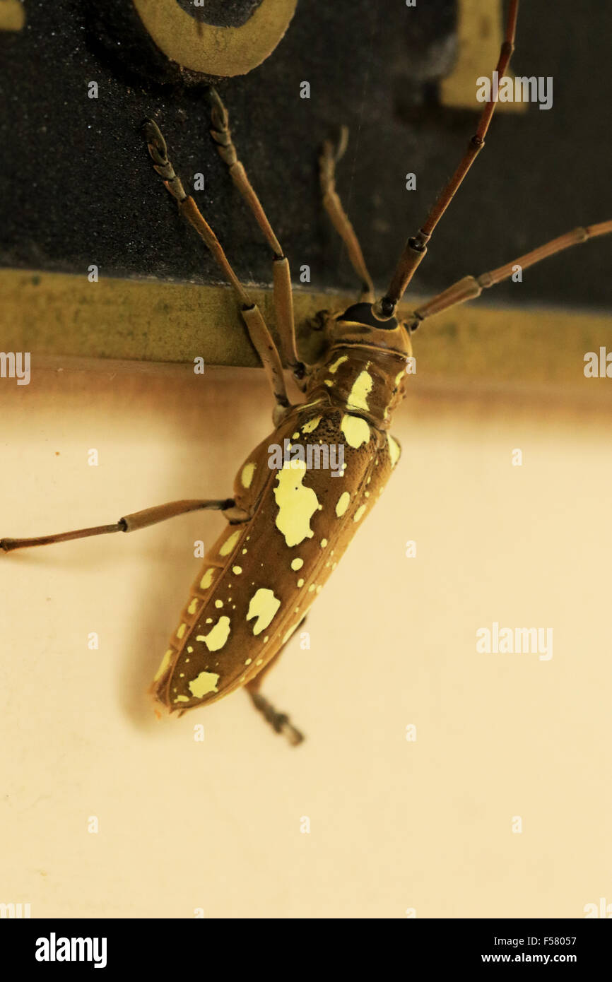 Taeniotes longicorne une face plate d'un mur d'escalade à l'Arenal Observatory Lodge à La Fortuna, Costa Rica Banque D'Images