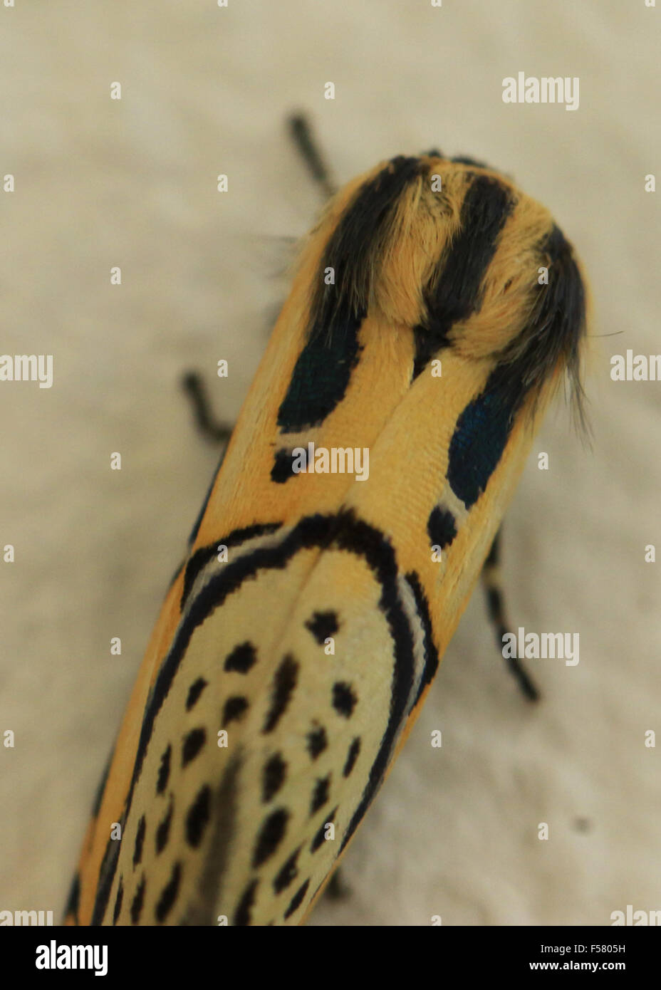Jaune et Noir papillon hiéroglyphiques trouvés à Guanacaste, Costa Rica Banque D'Images
