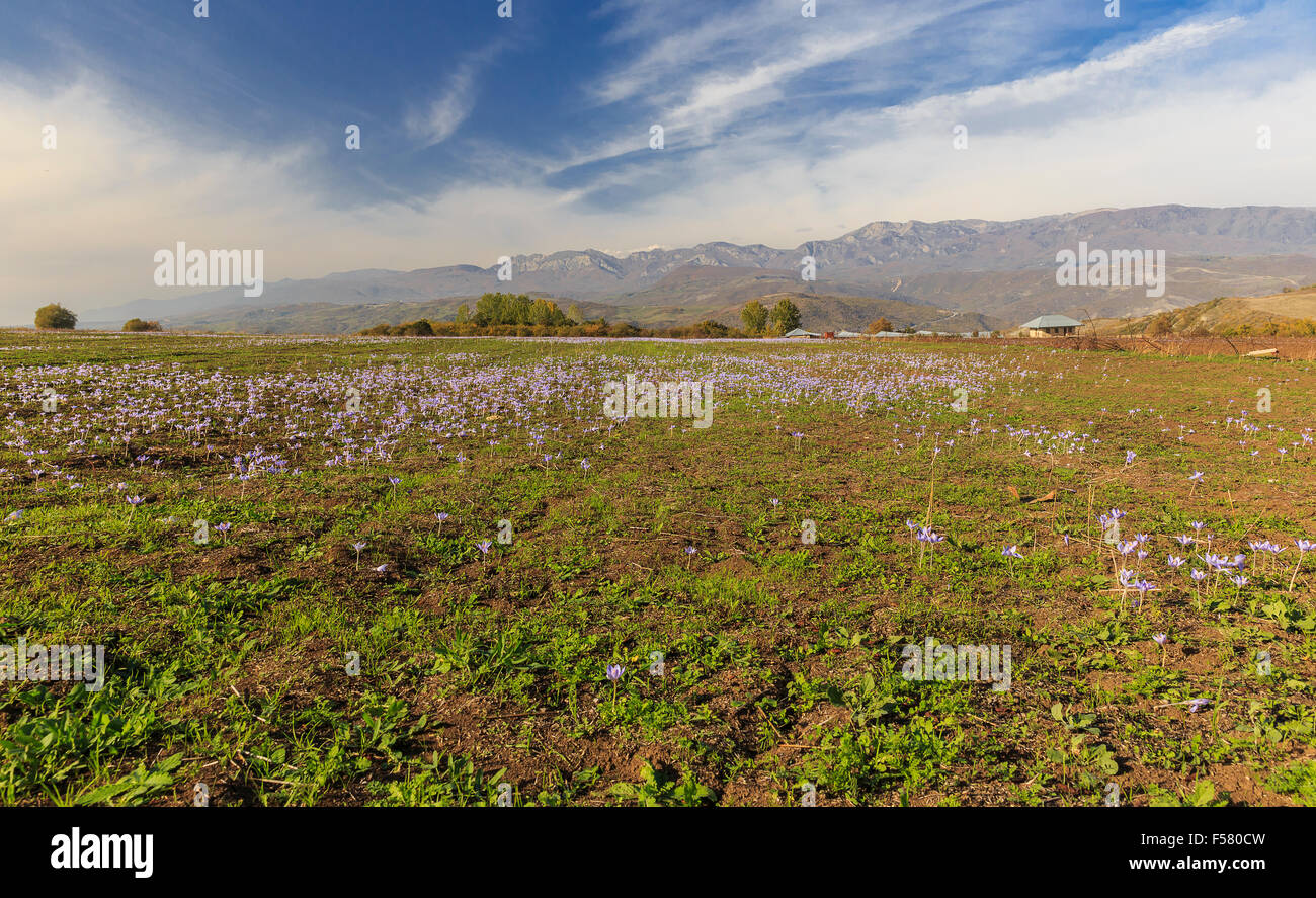 La floraison des crocus d'automne.Pirkuli.L'Azerbaïdjan Banque D'Images