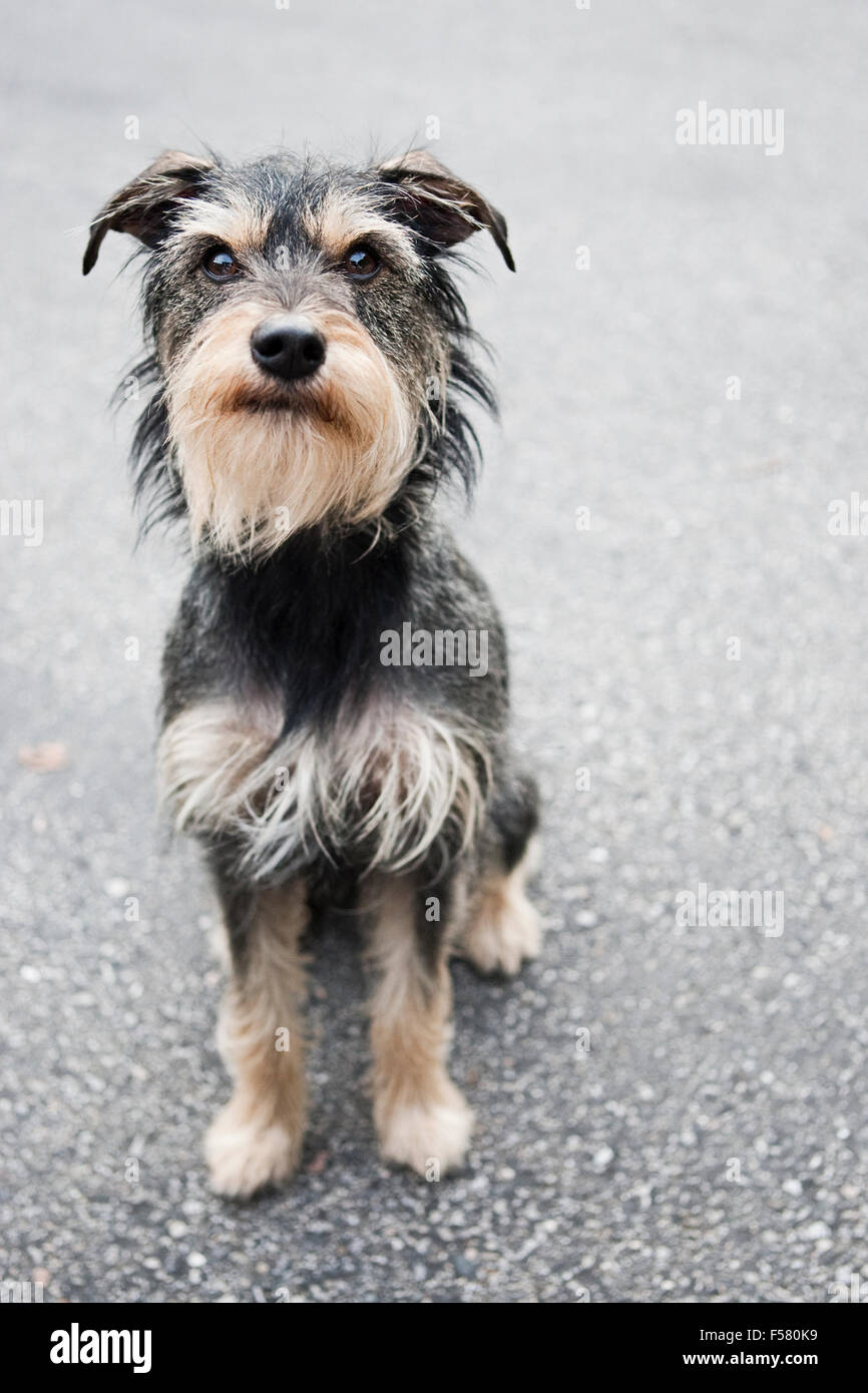 Corps complet de taille moyenne adorable terrier poil fil gris mix chien assis hauteur sur l'asphalte noir pâle face à un contact visuel de l'appareil photo Banque D'Images