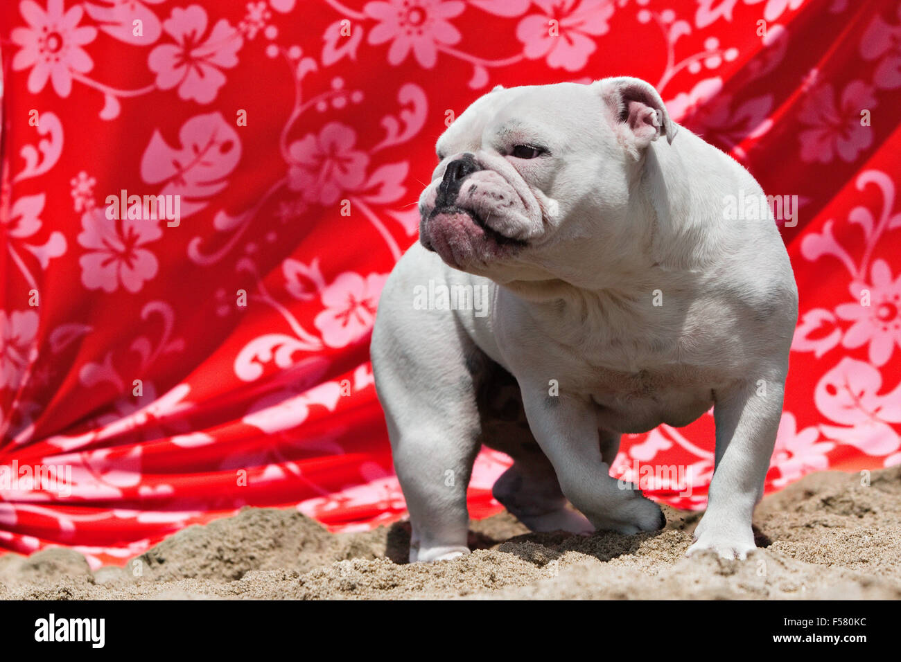 Corps plein de balades dans le sable blanc Bulldog à la plage en face du tissu drapé imprimé floral orange à l'image d'un tough bruiser Banque D'Images Corps plein de balades dans le sable blanc Bulldog à la plage en face du tissu drapé imprimé floral orange à l'image d'un tough bruiser Banque D'Images
