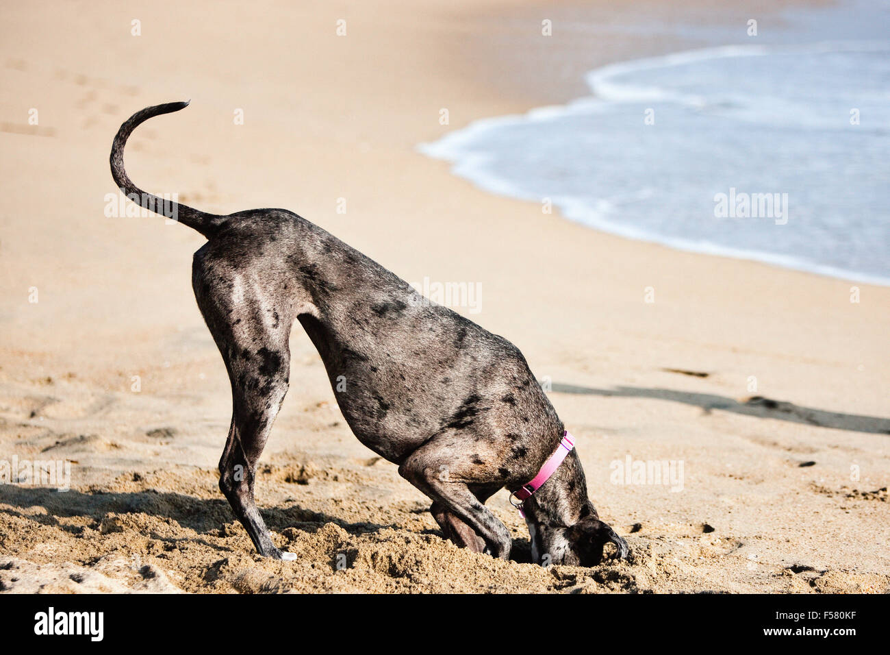 Journée ensoleillée humoristique beach hot dog allemand chien creuse grand trou dans le sable avec la tête complètement à l'intérieur de trous dans l'air derrière la queue enroulée Banque D'Images Journée ensoleillée humoristique beach hot dog allemand chien creuse grand trou dans le sable avec la tête complètement à l'intérieur de trous dans l'air derrière la queue enroulée Banque D'Images