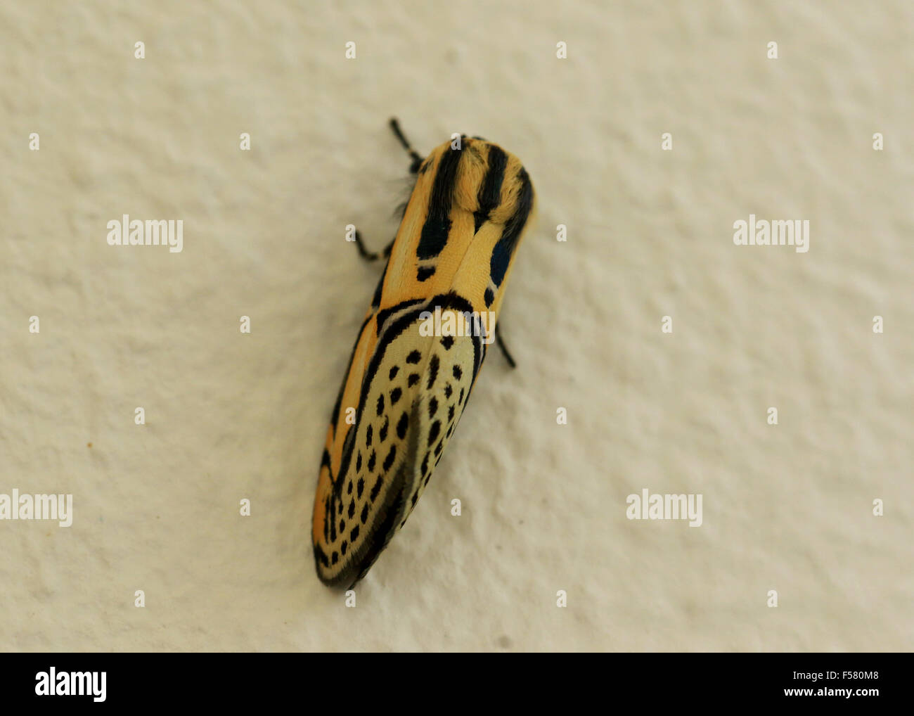 Jaune et Noir papillon hiéroglyphiques trouvés à Guanacaste, Costa Rica Banque D'Images