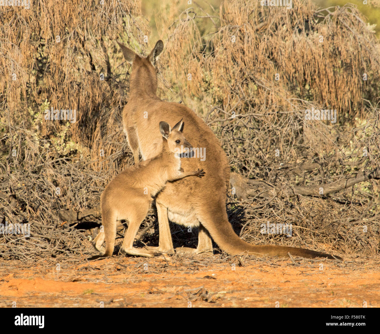 Les jeunes, kangourou gris de l'ouest Macropus fuliginosus, dans la nature, s'appuyant sur le dos de sa mère pendant la lecture, dans l'arrière-pays australien Banque D'Images