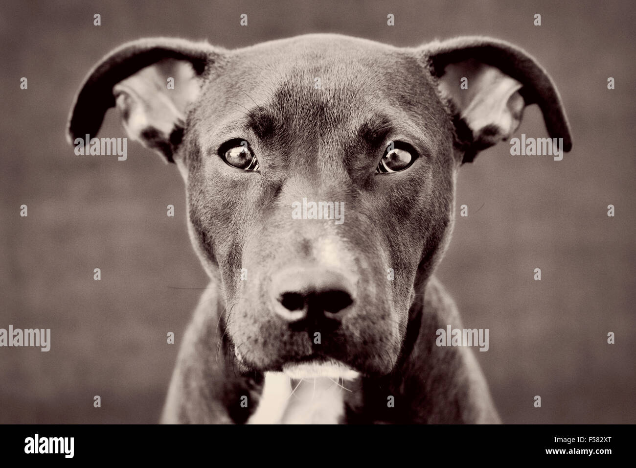 Chiot Pitbull Banque D Image Et Photos Alamy Chiot Pitbull Banque D Image Et Photos Alamy