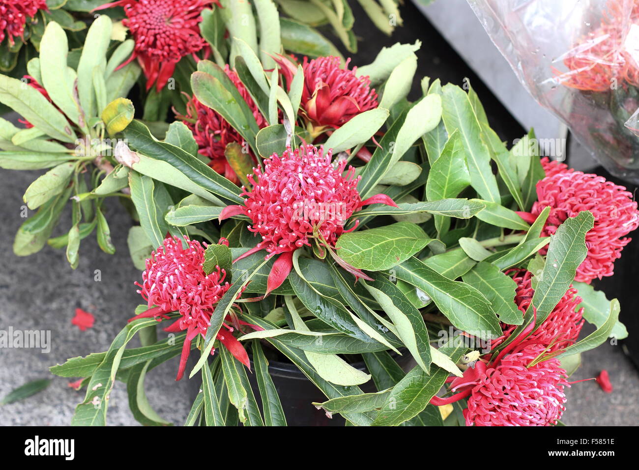 Telopea speciosissima Waratah Cardinal fleurs à vendre Banque D'Images