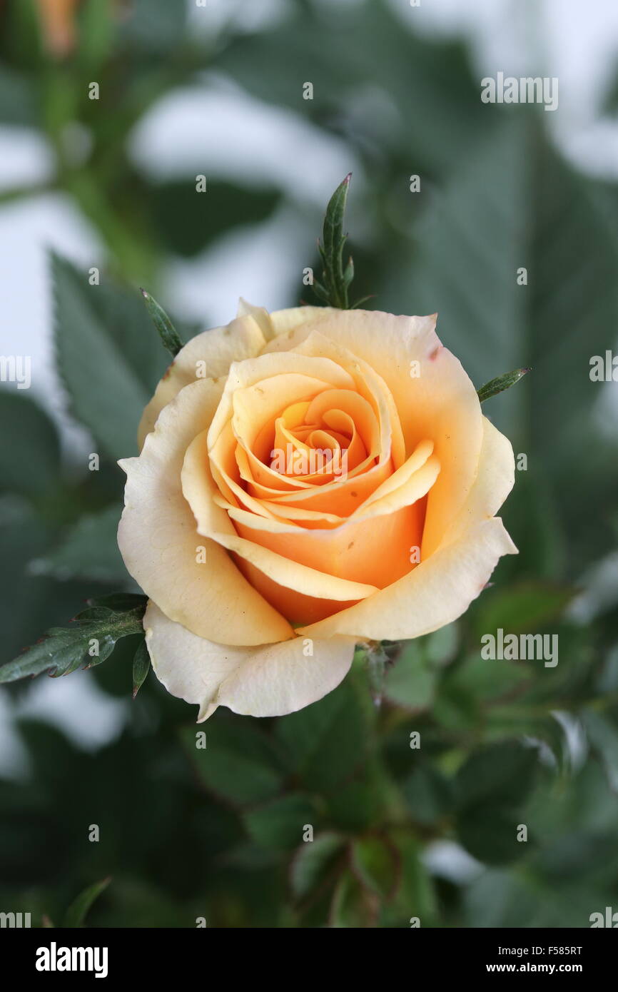 Close up de couleur orange Rose contre un arrière-plan vert Banque D'Images