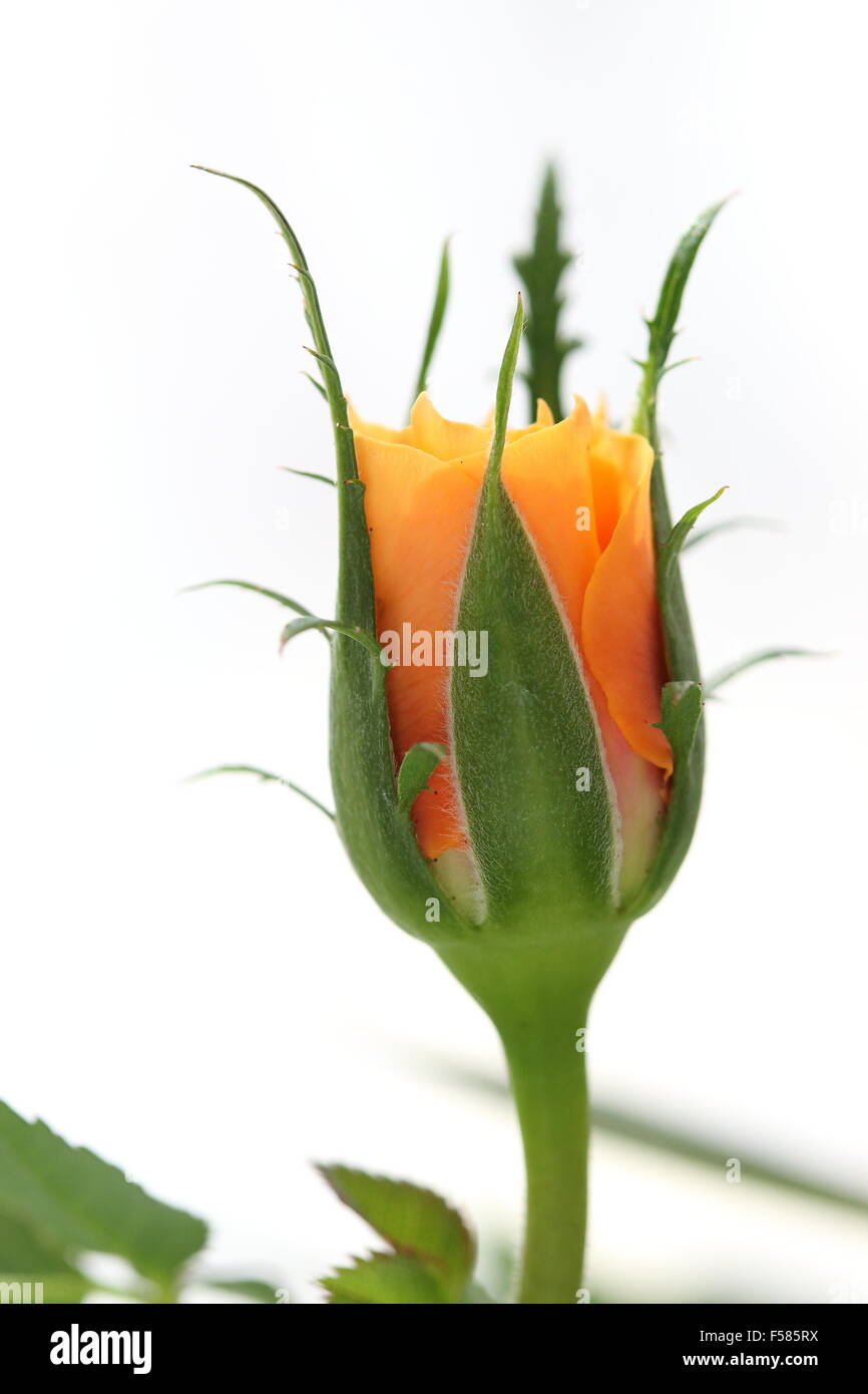 Close up of Orange Rose Bud Banque D'Images