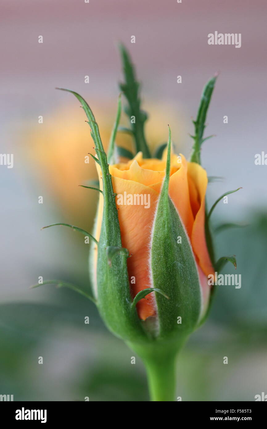 Close up of Orange Rose Bud Banque D'Images