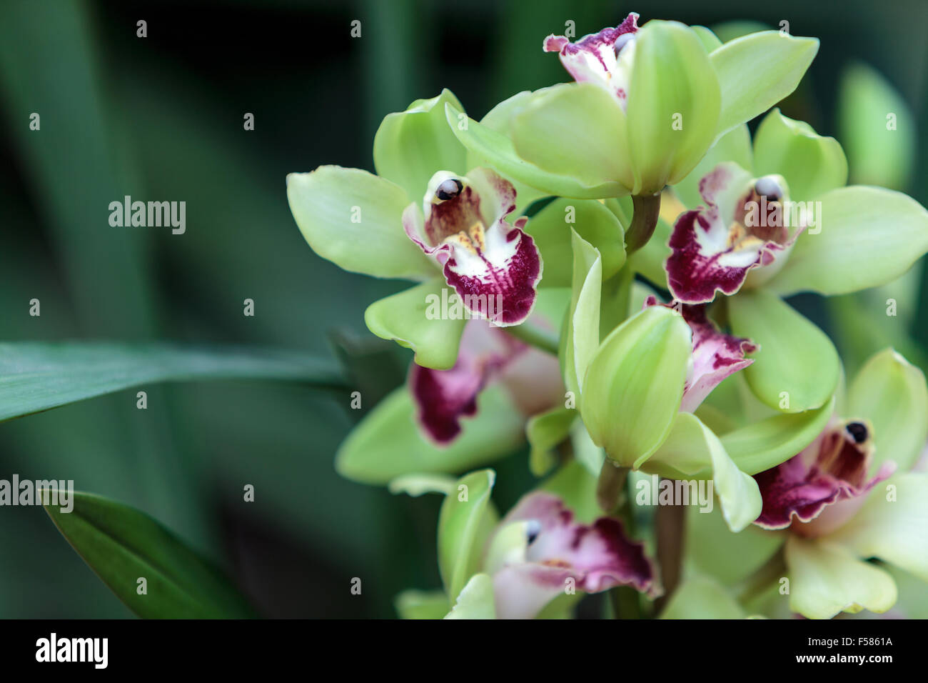Orchidée Cymbidium vert tropical avec une langue rouge fleurit à l'automne à Hawaï Banque D'Images