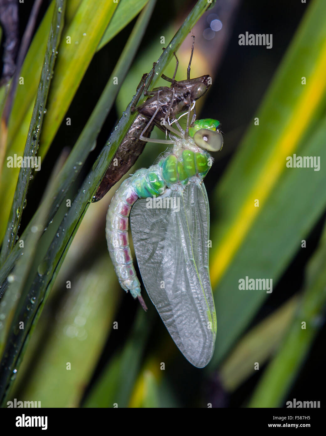 Un Green Darner sortant de l'étape de nymphe. Banque D'Images