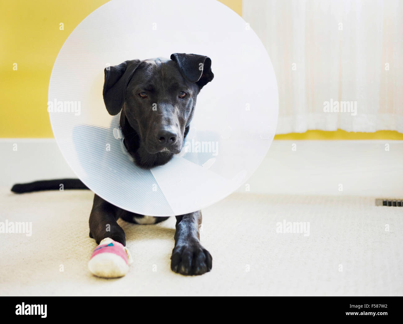 Chien avec un cône et une patte blessée Banque D'Images