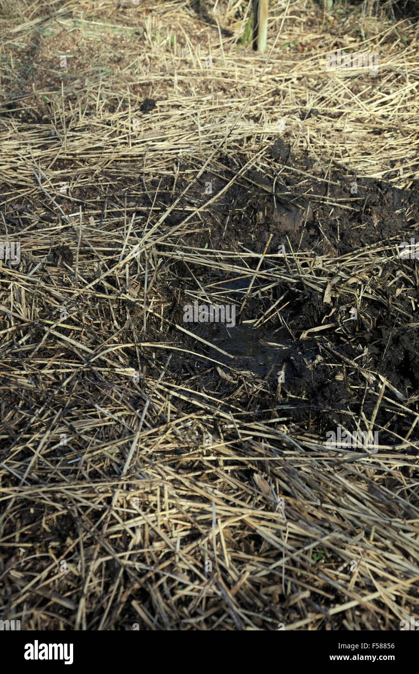 Une branche de 4 m carrés roselière nourries par l'effluent d'une fosse septique. Après 25 ans d'utilisation le seul entretien est dépose chaque année Banque D'Images